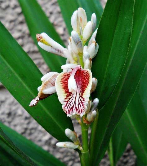 Thai Ginger Alpinia Galanga 5 Organic Seeds Galangal Spicy