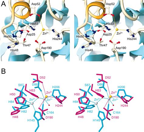 Crystal Structure Of The TRNA 3 Processing Endoribonuclease TRNase Z