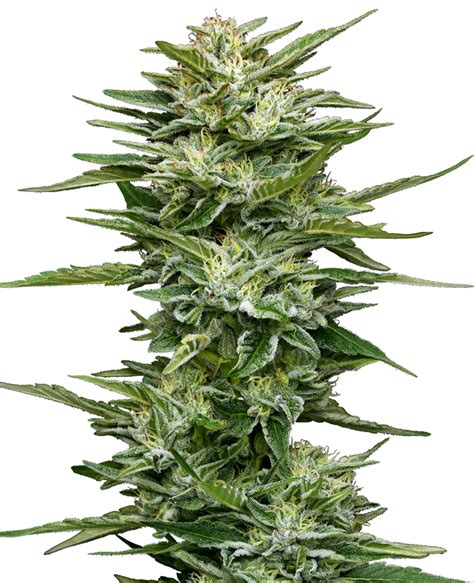 Pineapple Kush Cake Semillas Autoflorecientes Sensi Seeds