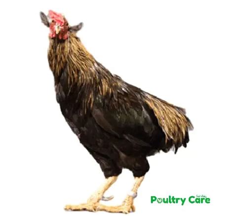 Araucana Chicken | Breed Information | Poultry Care Sunday