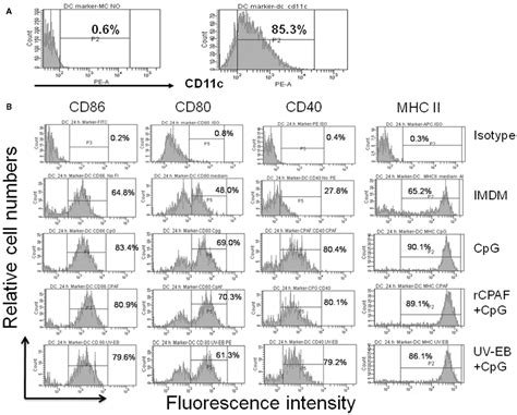 Frontiers Immunization With Dendritic Cells Pulsed Ex Vivo With