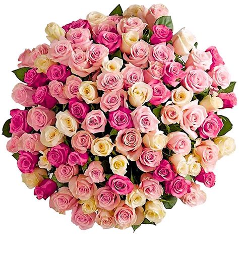 Spectacular Rose 100 Long Stem Pink And White By Ninfa S Flowers