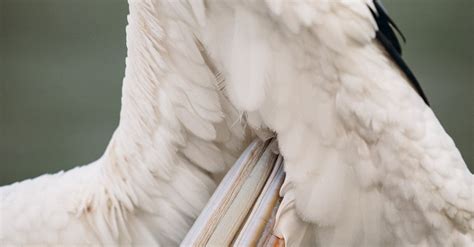 Great White Pelican Wing · Free Stock Photo