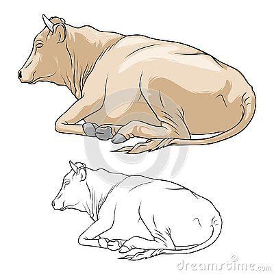 Cow Lying Down. Cow in lines. Cow on white background. Vector ...