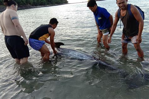 10 Marine Conservation NGOs You Can Volunteer For Philippine Primer