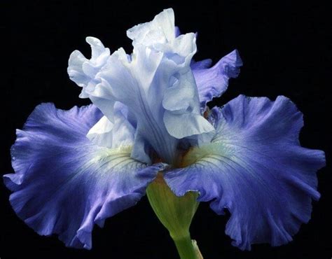 Iris – Symbolism and Meaning - Symbol Sage