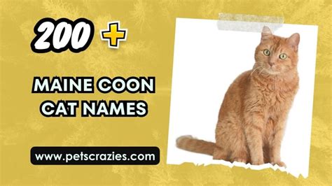 200 Maine Coon Cat Names Majestic And Regal Choices