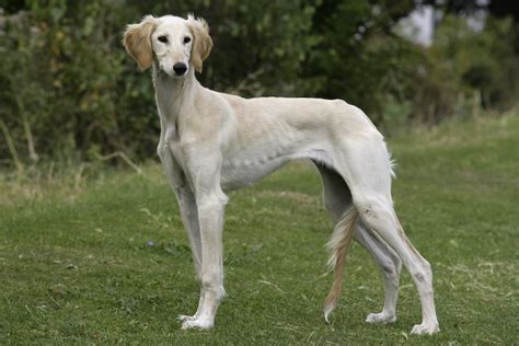 Caravan Hound ( Mudhol Hound ) - Dog Breed Standards