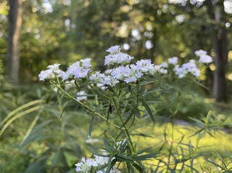 American Mountain Mint - Creasey Mahan Nature Preserve