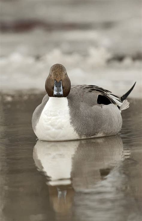 Pijlstaart Northern Pintail Anas Acuta Stock Image Image Of Winter