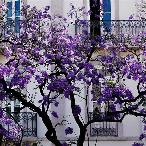 Jacaranda Trees For Sale