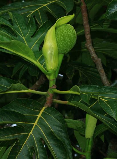 Artocarpus altilis - Breadfruit, 'Ulu - Hawaiian Plants and Tropical ...