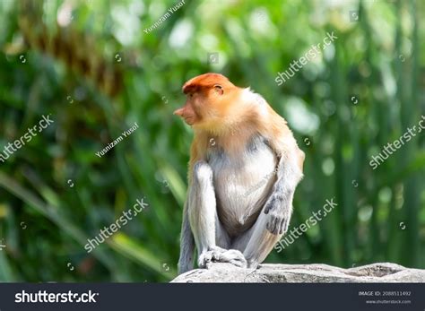 4,014 Long nosed monkey Images, Stock Photos & Vectors | Shutterstock