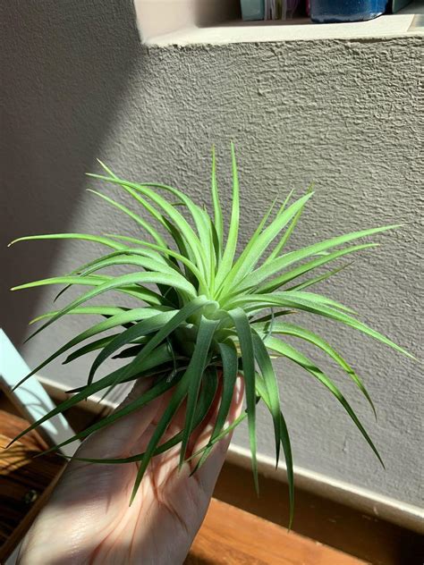 Tillandsia Airplant Ionantha Maxima Albino Furniture Home Living