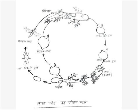 Life cycle of lac insect | Biology diagrams, Science diagrams, Biology