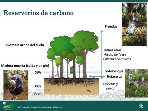 Evaluación De Las Reservas De Carbono En Bosques Secundarios Y Cultiv