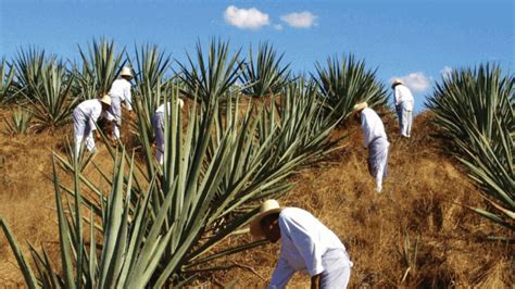 Henequ N El Oro Verde Mexicano Del Siglo Xix M Xico Desconocido