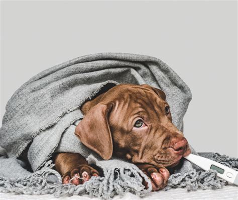 Canine Flu Outbreak Symptoms And How To Protect Your Dog