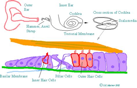 Cochlea Hair Cells