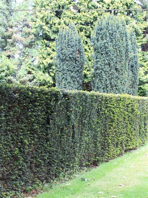 Gemeine Eibe Taxus Baccata 180 200 Cm Im Kaufland De