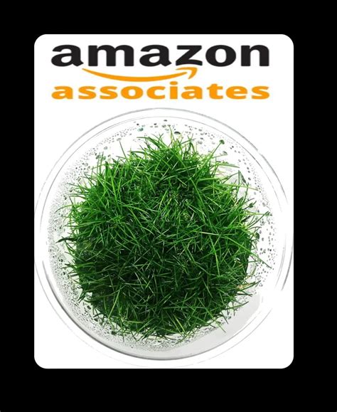 🌱dwarf Hairgrass Care Guide Dense Carpet In 4 Weeks Aquanswers