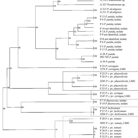 Dendrogram Showing The Genetic Relatedness Of Pseudomonas Strains Based