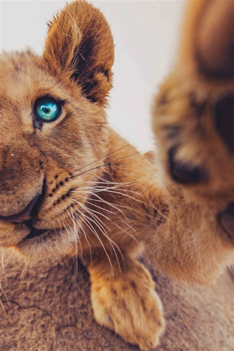 Weekly Inspiration 41 Lion Cub Blue Eyes And Lions