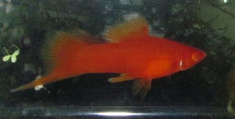 Albino Red Swordtail Trins Tropical Fish