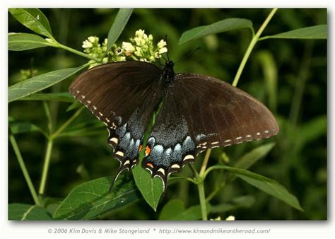 Eastern Tiger Swallowtail