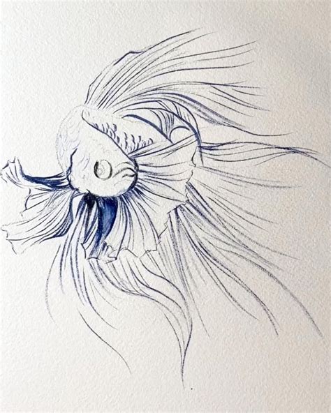 Betta Fish Painting By Lindsay Kivi In 2024 Fish Drawings