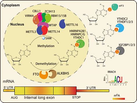 Frontiers Roles Of N Methyladenosine M A In Stem Cell Fate