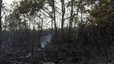 M S De Hect Reas Afectadas Por Incendios Forestales En