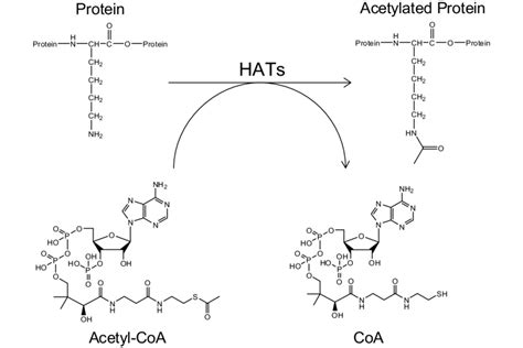 Lysine Acetylation Mechanism