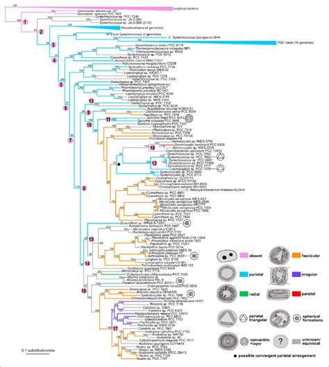 Phylogenetic Tree Of Cyanobacteria Inferred From 260 Housekeeping