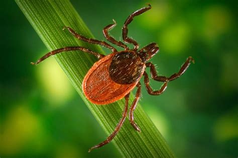 The Origin Of Ticks And The Genesis And Emergence Of Lyme Disease