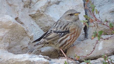 Alpine accentor by Dominique Clément Aude Nature YouTube