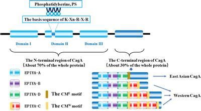 Frontiers A Review Of Signal Pathway Induced By Virulent Protein Caga