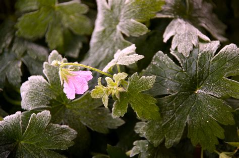 Edelgeranien Berwintern So Gelingt S Mit Warmer Berwinterung