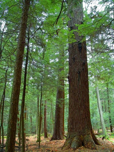 Images Gratuites Arbre La Nature For T Ruisseau R Gion Sauvage