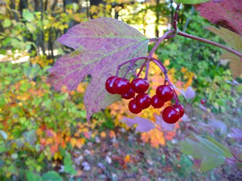 Highbush Cranberries Viburnum Opulus Var Americanum Self Fertile