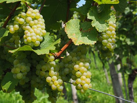 images grape fruit flower food green produce crop blue