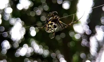 Frightening But Timid Joro Spiders Invade Us Gardens And Parking Lots