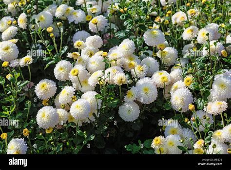 White Chrysanthemum Flowers Stock Photo Alamy