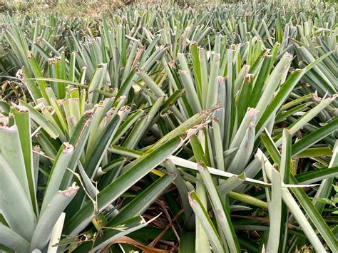 Pineapple Flowering, Pollination, and Pruning - Wikifarmer