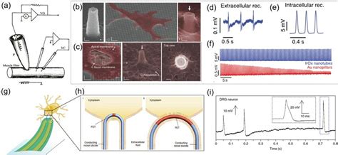 Electrophysiological Recording At The Single Neuron Level A Download Scientific Diagram