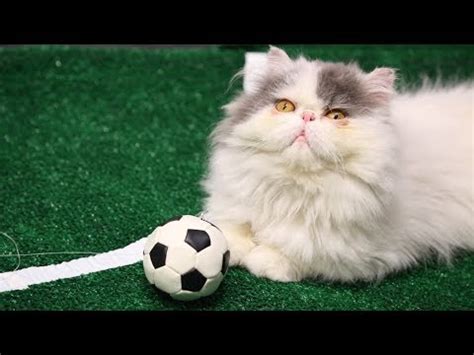 Cats Play Soccer - The Hollywood Gossip