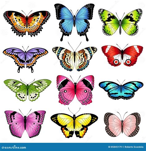 Illustrations De Papillon De Couleur De Vecteur Illustration De Vecteur