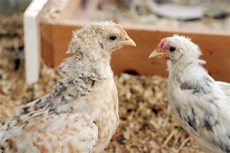 Isbar Chickens Complete Breed Guide Eco Peanut