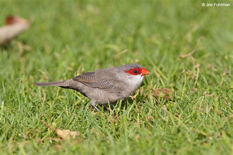 Common Waxbill – Joe Fuhrman Photography