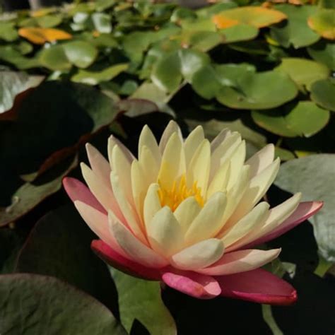 Nymphaea Gregg S Orange Beauty En Rhizome Gamm Vert